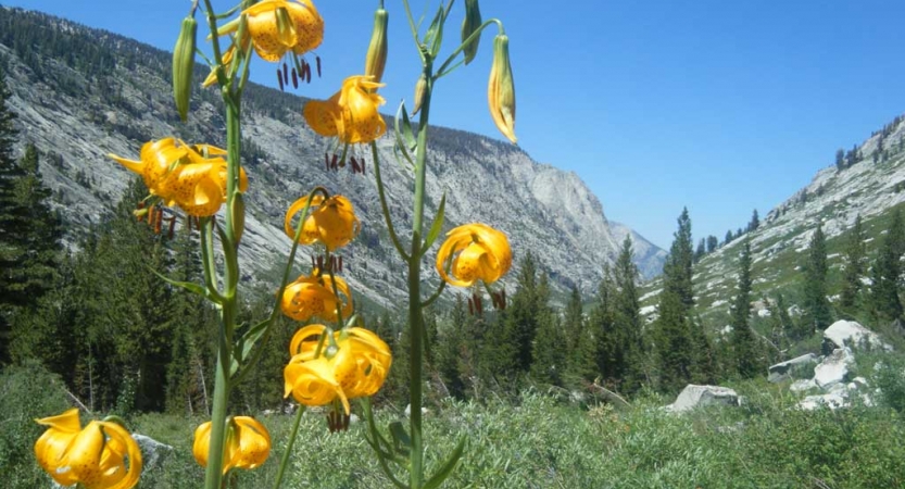 In the foreground, yellow wildflowers are framed by a grassy field, evergreen trees and mountains in the background.